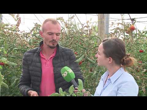 Video: Njollat e bimëve të domates: Çfarë janë thithësit në një bimë domate