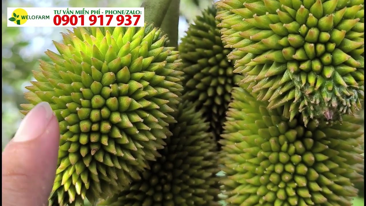 ✅TỈA TRÁI SẦU RIÊNG ĐỂ TRÁI ĐẸP