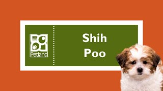 Shih Poo Fun Facts by Petland Tulsa 11 views 3 months ago 45 seconds