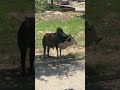 This is kidnapper not cow ☠️💀