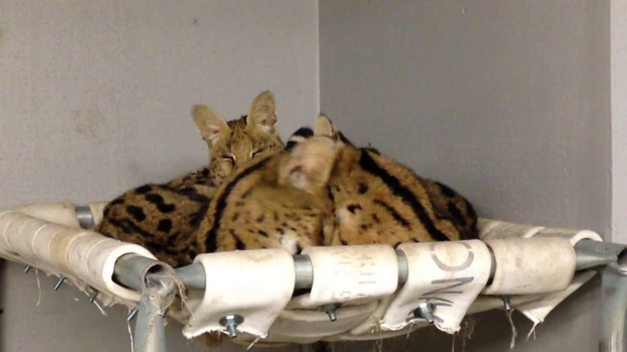 A serval hiss to start your day! YouTube
