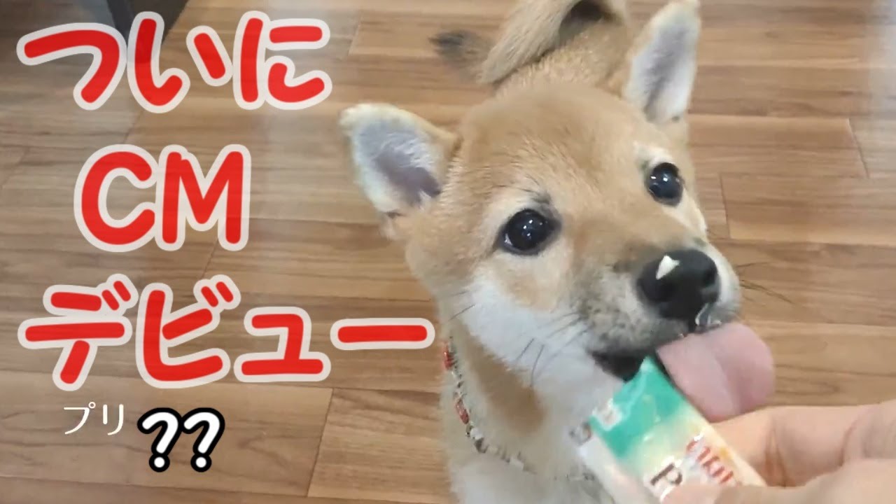 【豆柴子犬】ワンチュールCMが出来ました！【2020年ついにCMデビューか！？】 YouTube