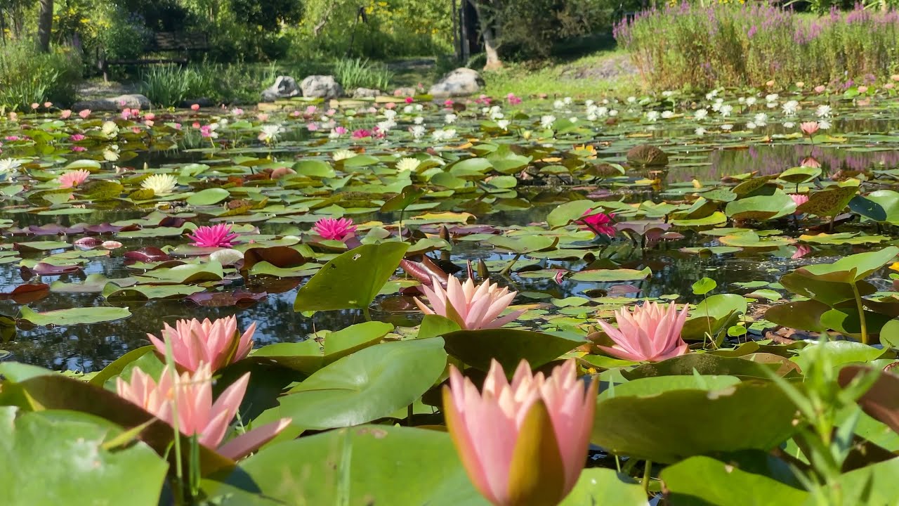 2021/07/27　睡蓮　糊空木　女郎花　星ヶ丘公園　〜高知県三原村〜
