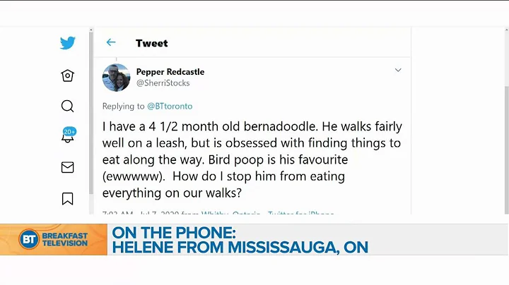Dog training questions for Sherri Davis: Hudson & ...