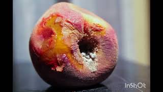 Akosha Bentley is SICKA Peach