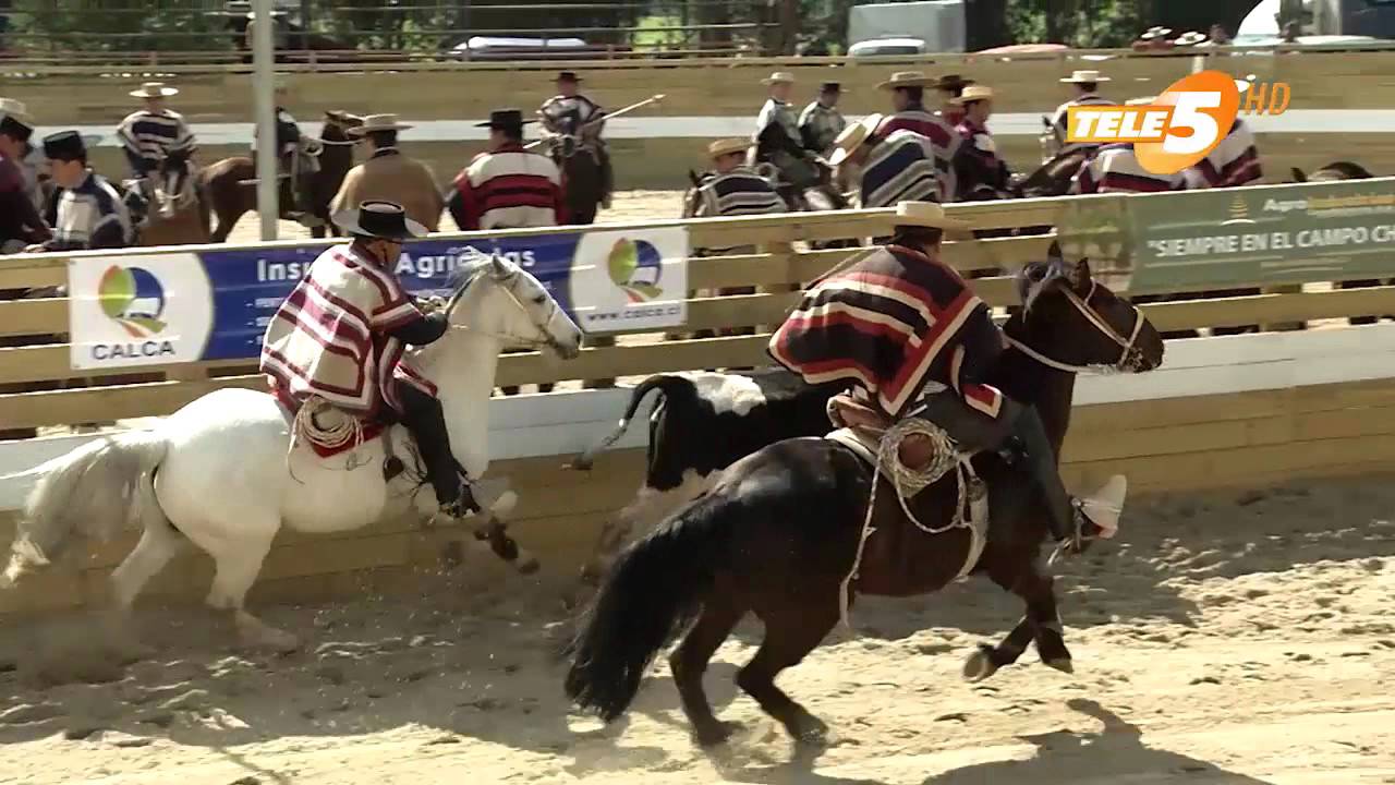 RODEO MEDIALUNA DE CASABLANCA 17 DE SEPTIEMBRE 2015 - YouTube
