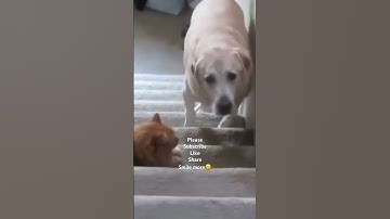 I’m not scared, you’re scared! #shorts #shortvideo #dog #funny #funnyanimals #cat #animals #amazing