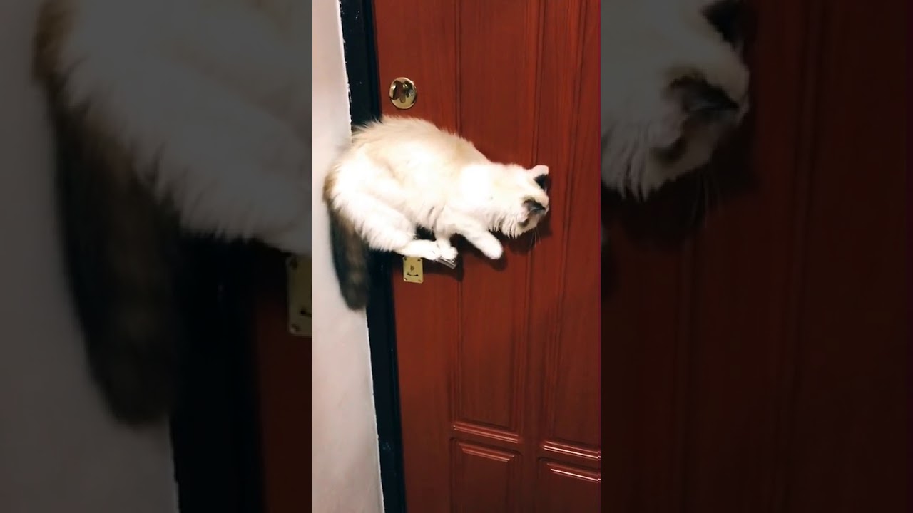 Дверь для кошки. Кошка за дверью. Открой дверь говорящий кот видео. Кот говорит откройте видео