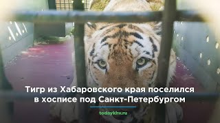 Тигр из Хабаровского края поселился в хосписе под Санкт-Петербургом