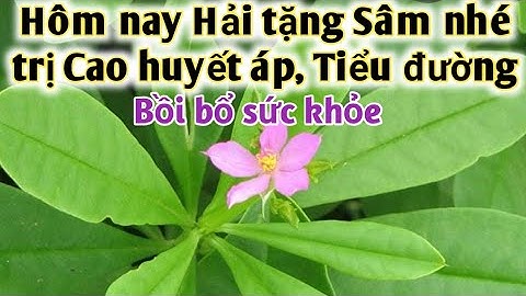 Loại cây trị Cao huyết áp, tiểu đường, đau nhức xương. PHAN HẢI Channel