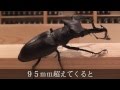 【世界のクワガタ　カブトムシ】 ユダイクスミヤマクワガタ　Lucanus cerbus judaicus