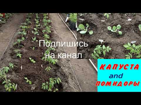 Видео: Использование капусты трончуда – советы по выращиванию португальской капусты