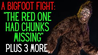 A Bigfoot With Chunks Missing Off Of Him - A Fight Loser? Plus 3 more Encounters