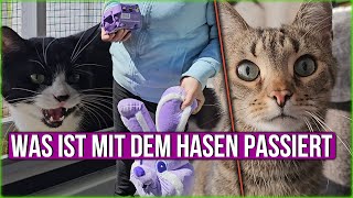 Hat die Katze den Hasen gefangen? Benny berichtet