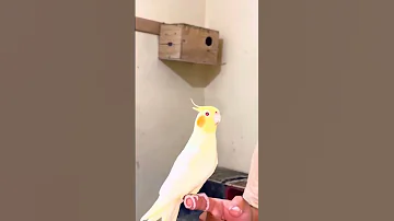 Pigeon Essamhi Birds Subscribe Kabootar Youtube Kabutar اتفرج على يوتيوب أساسياتالتمارينال 
