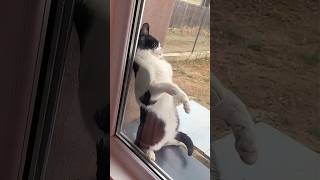 Funny Cats 😹 episode 567 #shorts