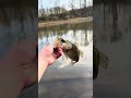 Nice farm pond bass don’t mind the minor brain malfunction in that sentence  #bassfishing