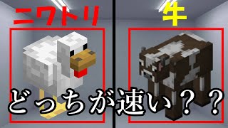 【実験】ニワトリと牛ってどっちが速いの？　マインクラフト障害物競走