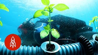 The Herb Garden Grown in an Undersea Pot