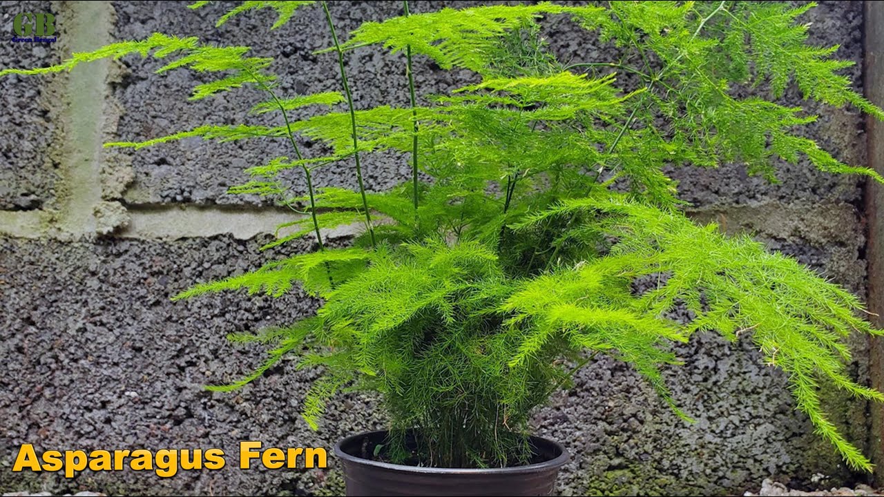 How to Plant, Grow, and Care for Asparagus Ferns