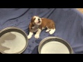 Basset Hound Puppies Howling @ 3 weeks old! They soon rejoined mama in the family room with love.