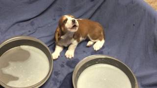 Basset Hound Puppies Howling @ 3 weeks old! They soon rejoined mama in the family room with love.
