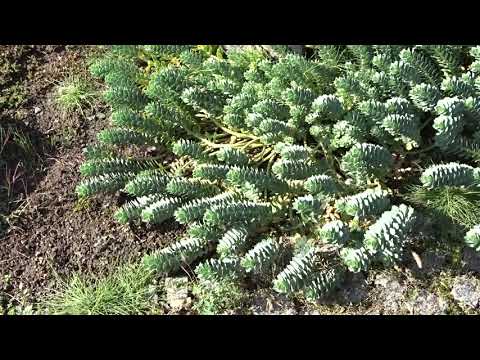 Video: Zahradní Pryšec