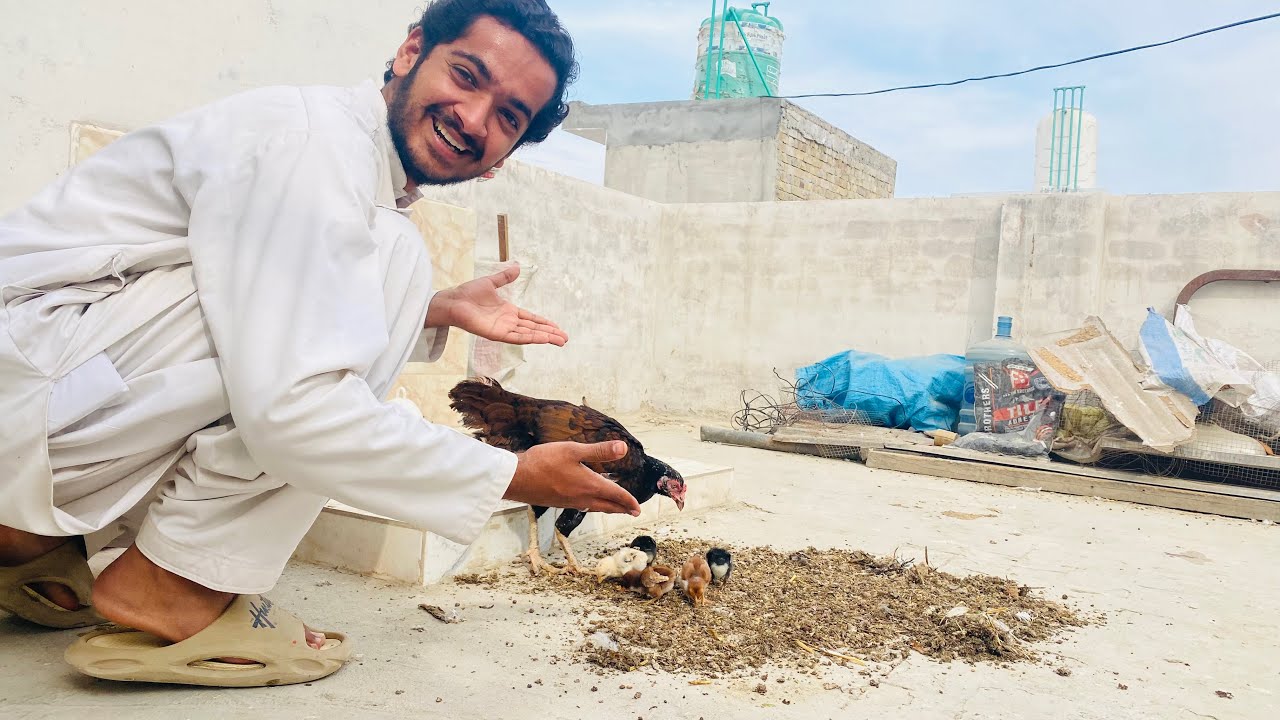 Keeray Chicks k liya keeray ready ho gae🥰 - YouTube