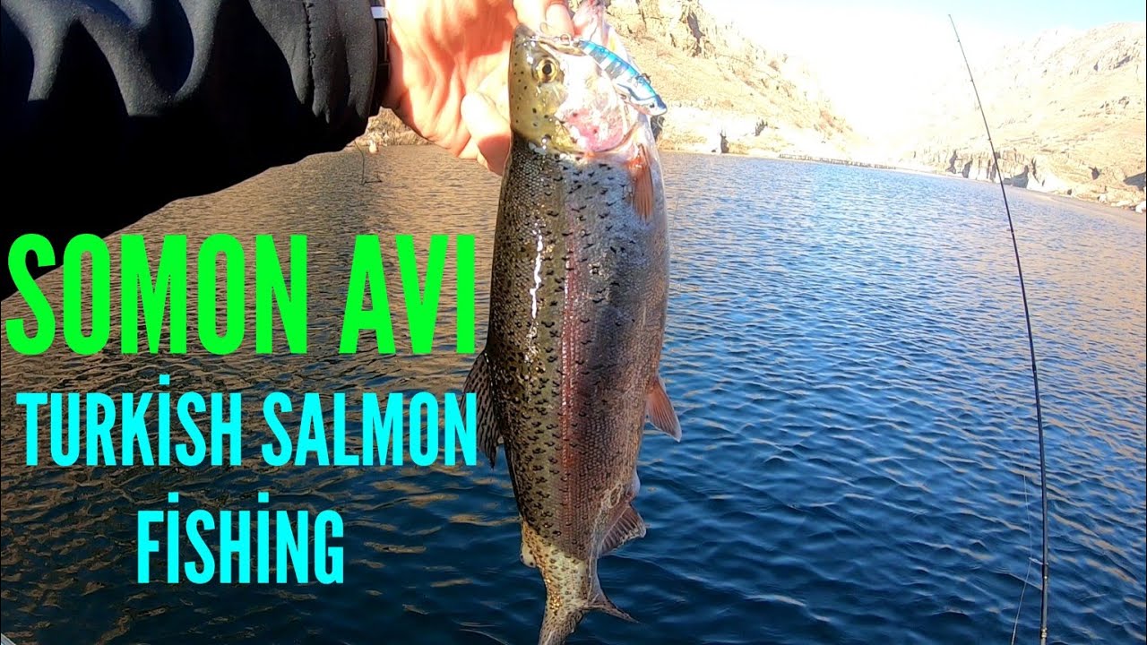 Sinikli Alabalık Avı, Trout Fishing, Turkish Salmon Fishing YouTube