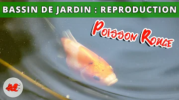 Comment se reproduisent les poissons rouges en bassin ?