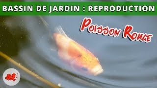 Bassin de jardin - Reproduction poisson rouge