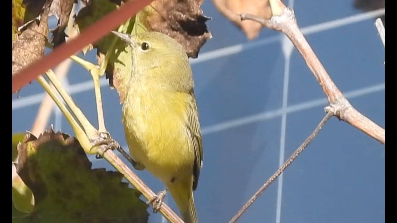 Wilson's warbler, female; California 92563