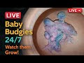 🔴 LIVE | Budgies Parrot Family 🐦 Mother &amp; Father Caring, Feeding &amp; Cleaning Babies Watch Them Grow