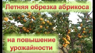 Летняя обрезка абрикоса на повышение урожайности
