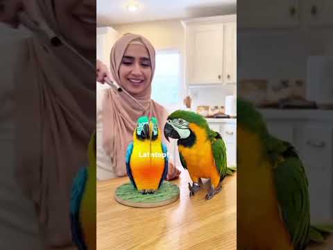 المرأة تقطع كعكه على شكل ببغاء والببغاء الحقيقي بجوارها يعتقد انها تقطع ببغاء حقيقي انصدم