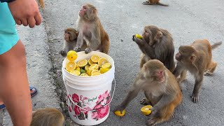 Monkey Enjoy with sweet lemon || feeding street dog