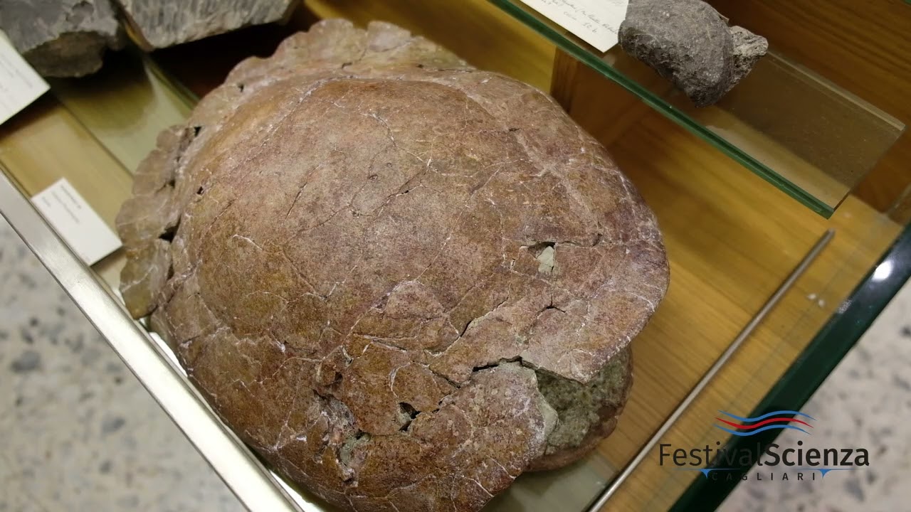 Museo di Geologia e Paleontologia