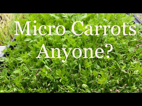 My thriving Microgreens (and the not)