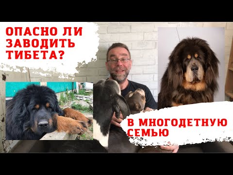 Тибетский мастиф и ДЕТИ - опасно ли заводить собаку в семью?