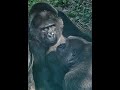 Adolescent female gorilla watches a senior female gorilla munching