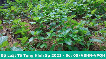 Bộ Luật Tố Tụng Hình Sự 2021 - VBHN - Chương 1. NHIỆM VỤ, HIỆU LỰC CỦA BỘ LUẬT TỐ TỤNG HÌNH SỰ