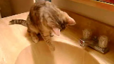 Watch the video about Kitten drinking water out of bathroom sink