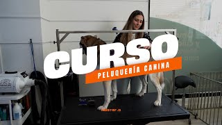 Curso de Peluquería Canina Online ✂️🐶