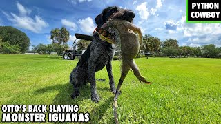 Otto My Iguana Dog Is Back Hunting Down Monster Iguanas On A Public Golf Course