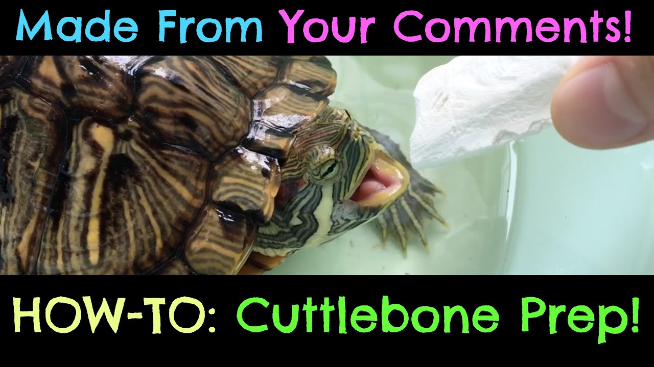 x2 Cuttle Fish Bone for Reptiles Turtles Tortoises Beak Care Calcuim by TRIXIE 