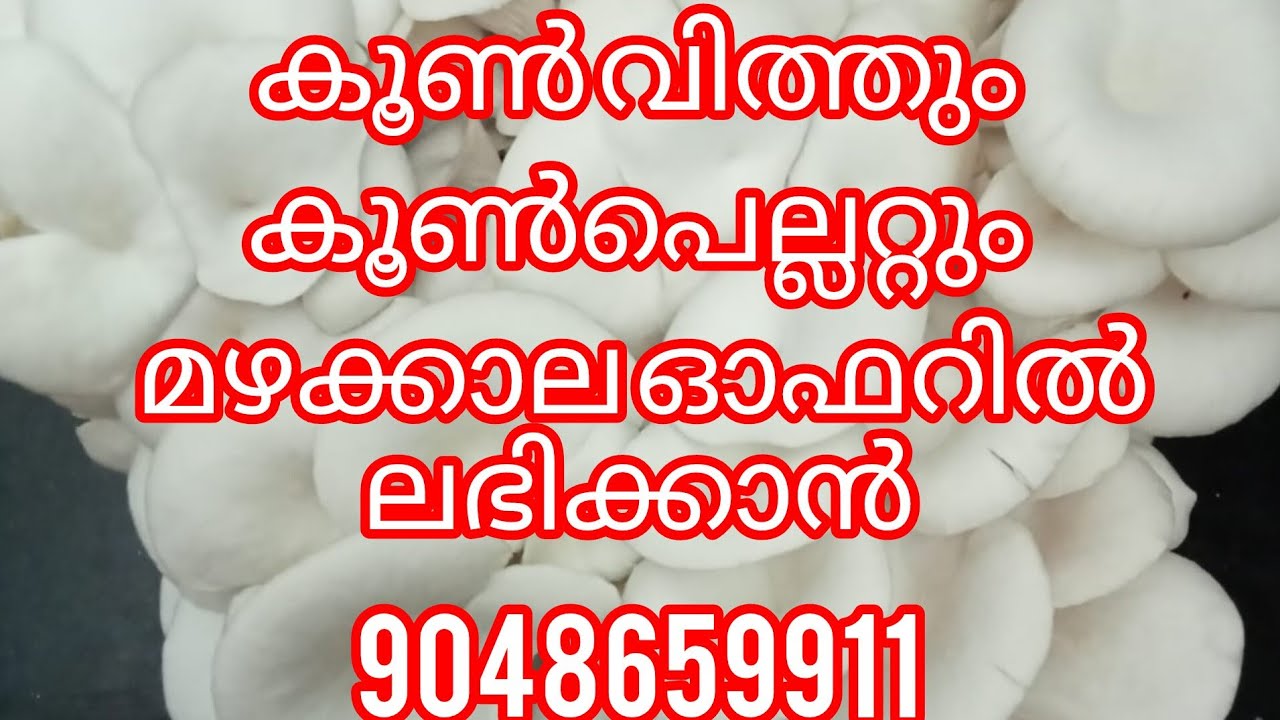 കൂൺ വിത്തും കൂൺ പെല്ലറ്റും മഴക്കാല ഓഫറിൽ ലഭിക്കുന്നു. 9048659911