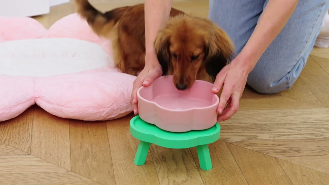 Cutest Ceramic Bowl Ever VETRESKA Flora Ceramic Pet Bowl