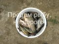 FishingLive в Ростове