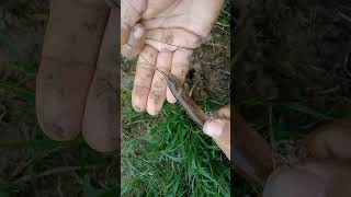 lubang belut masih segel #mancingbelut #ngurekbelut