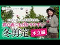 【バラの剪定】初心者にも分かりやすい冬剪定　木立編